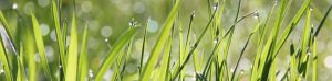 Mindfulness Presence retraite met stiltetijd Mindfulness Precense-training en stilte retraite groen gras op de Mindfulness verdiepingstraining Arnhem Nijmegen Instituut Menz NLP en MIndfulness